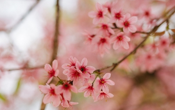 DU XUÂN ĐÀ LẠT 3N2Đ